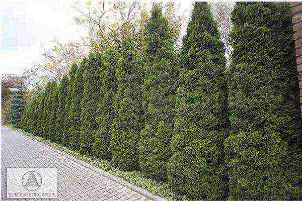 thuja best varieties