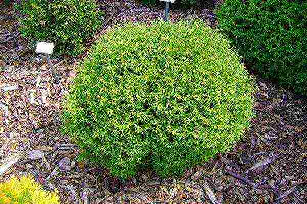 thuja pinakamahusay na mga pagkakaiba-iba