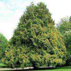 أفضل أصناف thuja