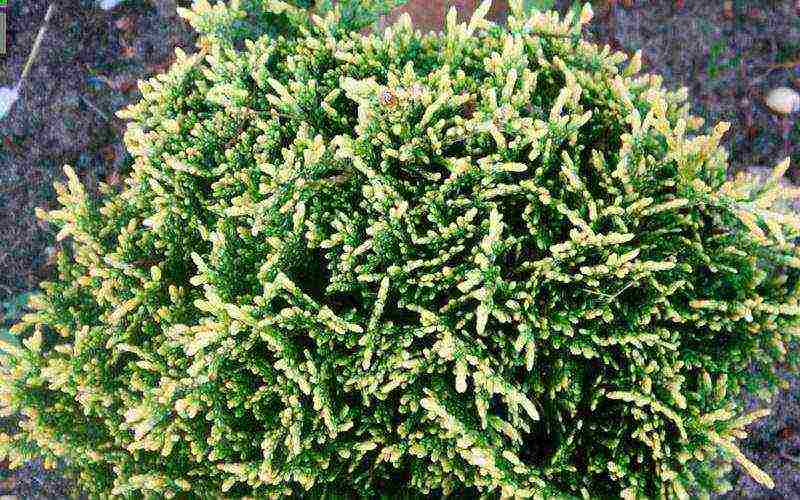 thuja best varieties