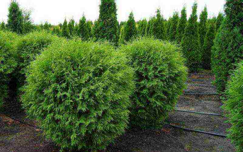 thuja best varieties