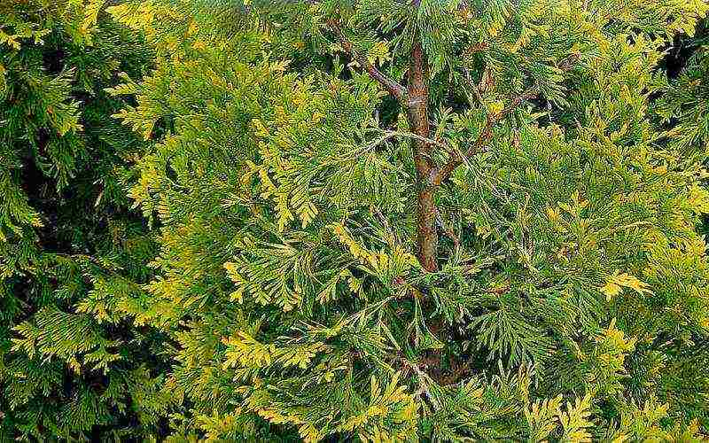 thuja best varieties