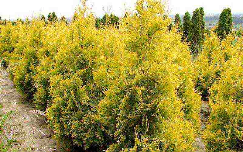 thuja best varieties