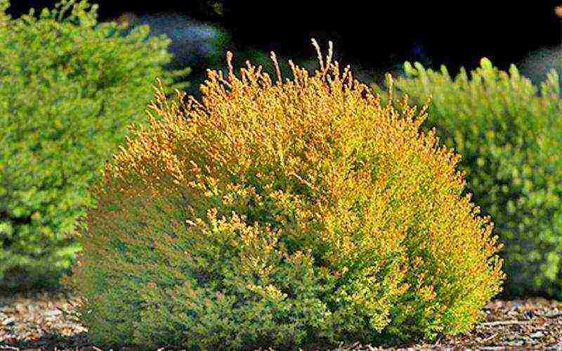 أفضل أصناف thuja