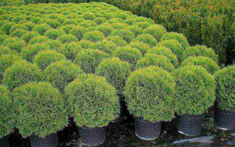 thuja best varieties