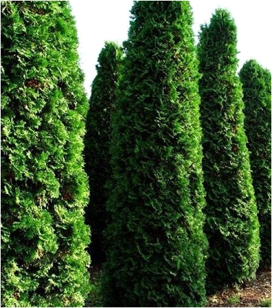 thuja best varieties