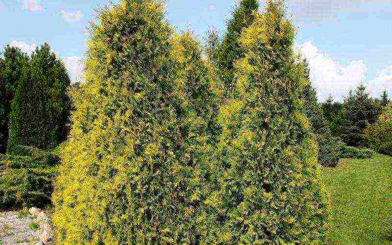 thuja best varieties