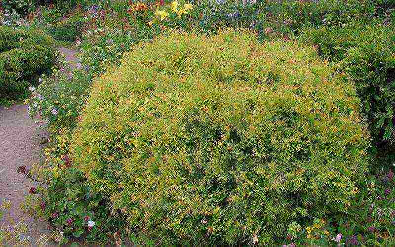 thuja pinakamahusay na mga pagkakaiba-iba