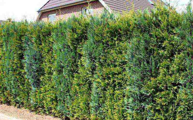 thuja best varieties