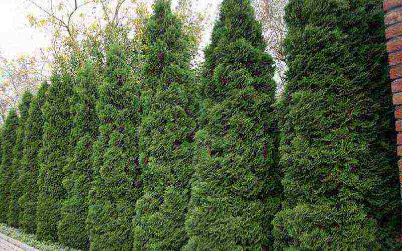 thuja best varieties