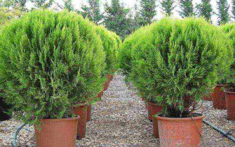 أفضل أصناف thuja