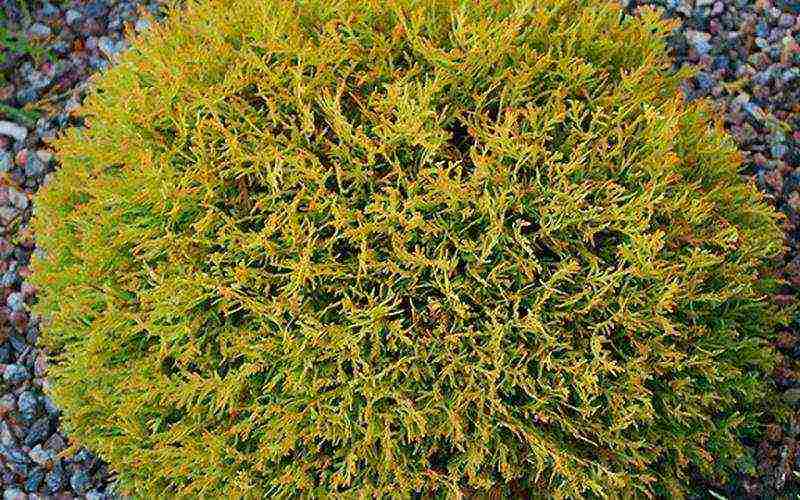 thuja best varieties