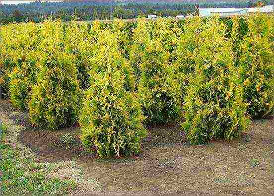 thuja best varieties