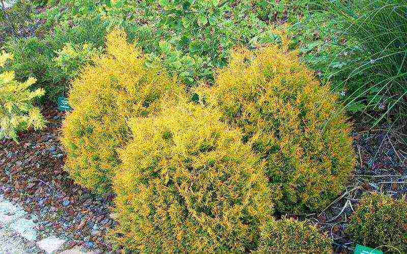 thuja pinakamahusay na mga pagkakaiba-iba