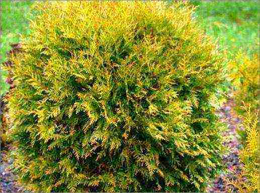 thuja best varieties