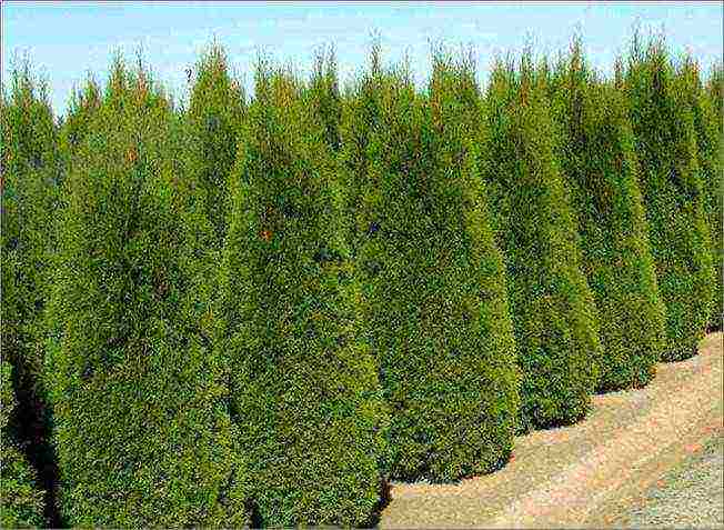 أفضل أصناف thuja