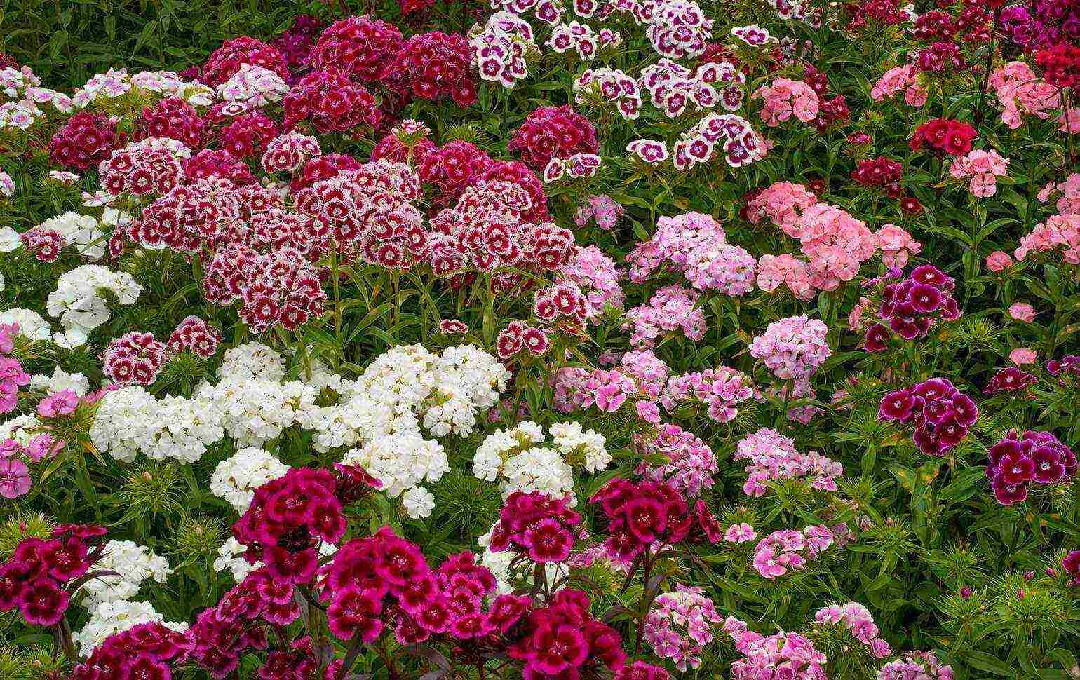 turkish carnation terry planting and care in the open field