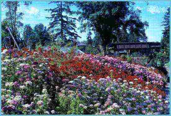 turkish carnation terry planting and care in the open field