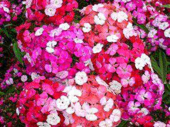 turkish carnation terry planting and care in the open field