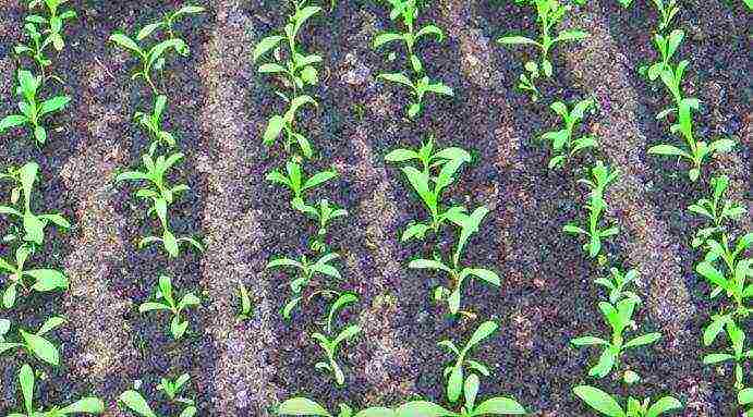 turkish carnation terry planting and care in the open field