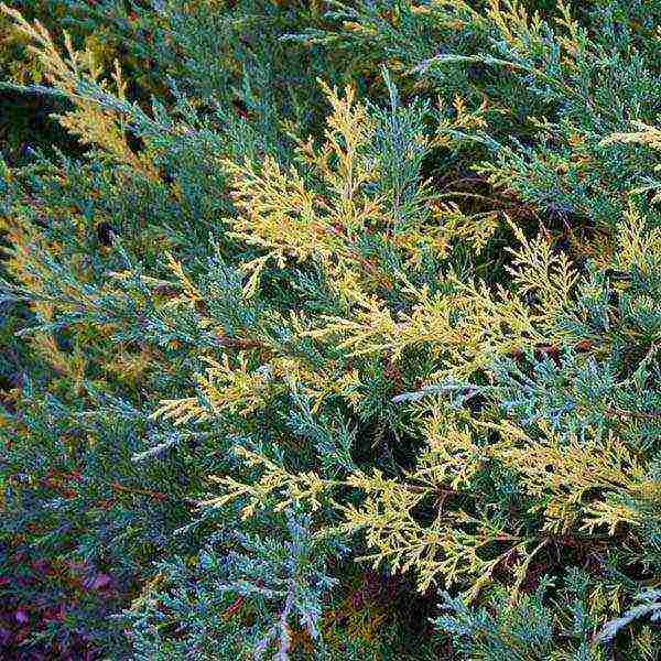 thuja and juniper planting and care in the open field