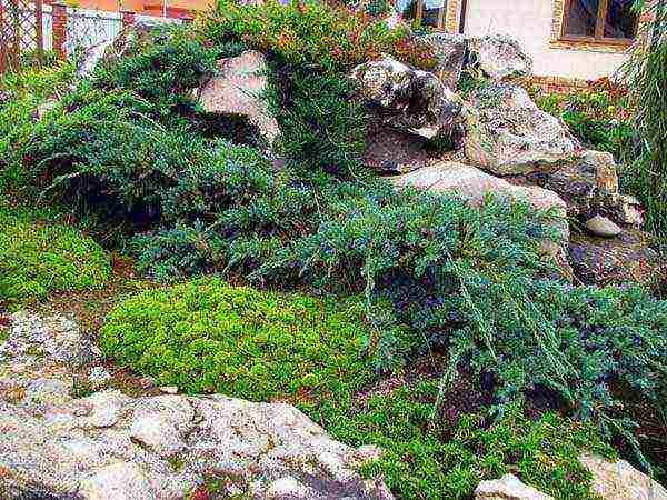 thuja and juniper planting and care in the open field