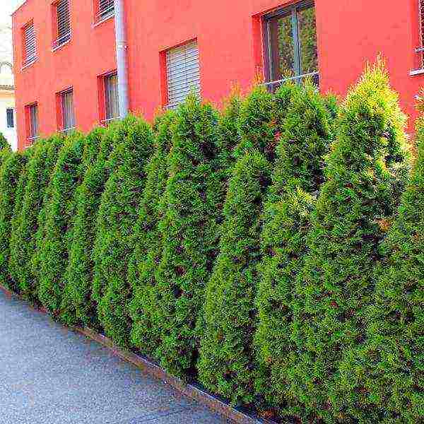 thuja and juniper planting and care in the open field