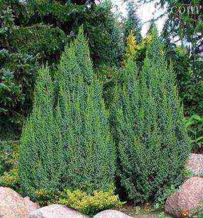 thuja and juniper planting and care in the open field