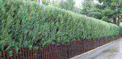 thuja and juniper planting and care in the open field