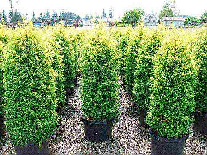 thuja and juniper planting and care in the open field