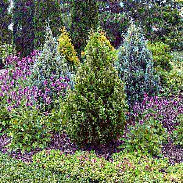 thuja and juniper planting and care in the open field