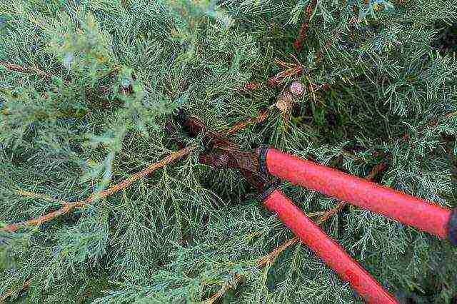 thuja and juniper planting and care in the open field