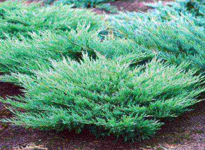 thuja at juniper na pagtatanim at pangangalaga sa bukas na bukid