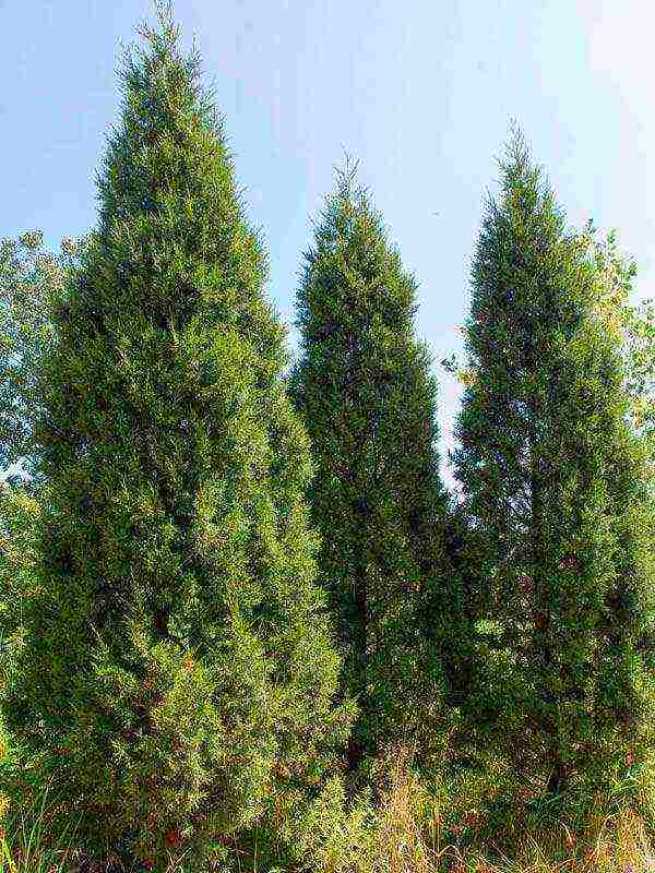 thuja and juniper planting and care in the open field