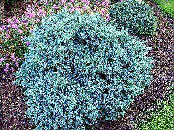 thuja and juniper planting and care in the open field