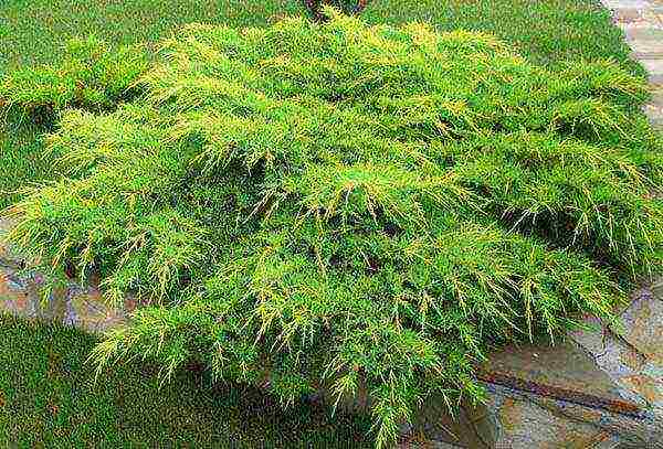 thuja and juniper planting and care in the open field