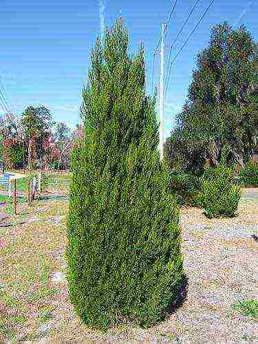 thuja at juniper na pagtatanim at pangangalaga sa bukas na bukid