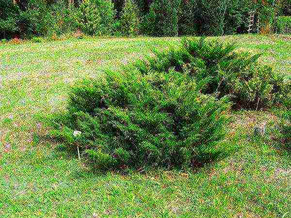 thuja and juniper planting and care in the open field