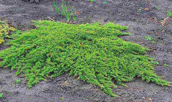 thuja at juniper na pagtatanim at pangangalaga sa bukas na bukid