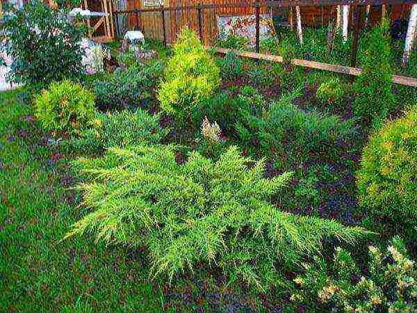 thuja and juniper planting and care in the open field