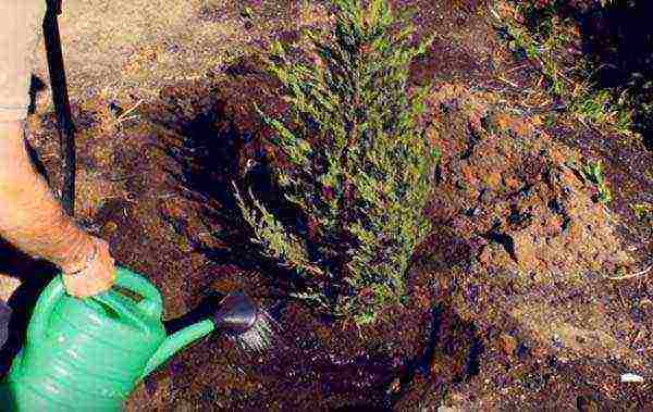 thuja and juniper planting and care in the open field