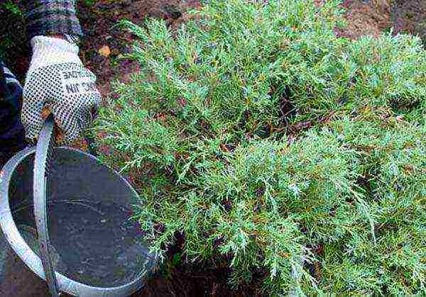 thuja and juniper planting and care in the open field