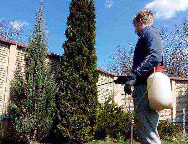 thuja and juniper planting and care in the open field