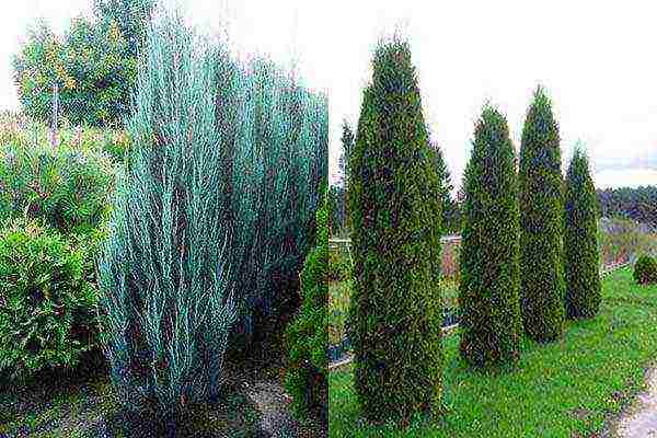 thuja and juniper planting and care in the open field