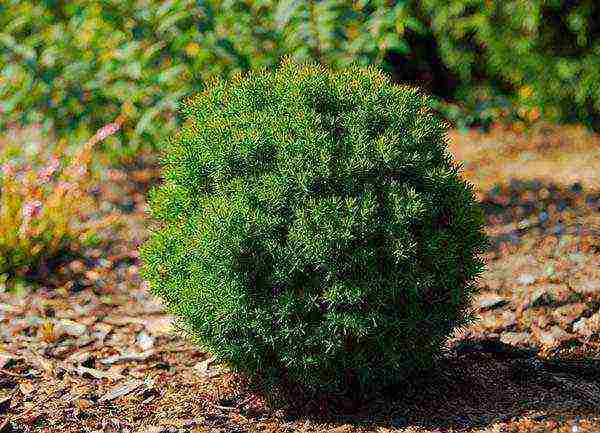 thuja and juniper planting and care in the open field