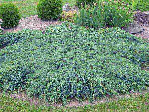 thuja and juniper planting and care in the open field