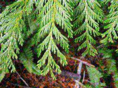 thuja mix planting and care in the open field