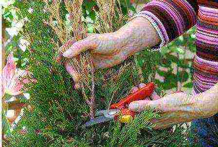 thuja mix planting and care in the open field