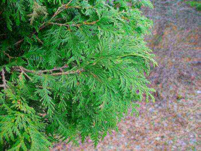 thuja mix planting and care in the open field