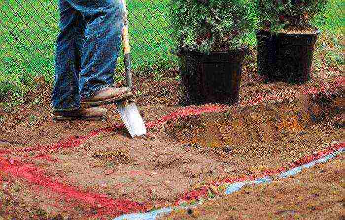 thuja mix planting and care in the open field